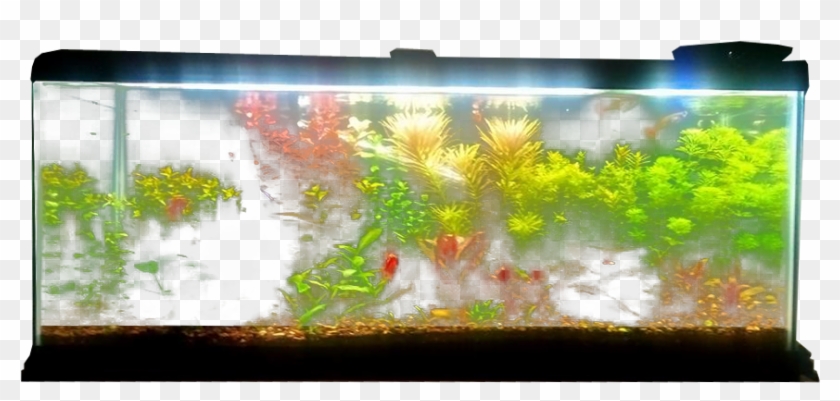 Planted Aquarium - Fish Tank Transparent Background Clipart #1816231