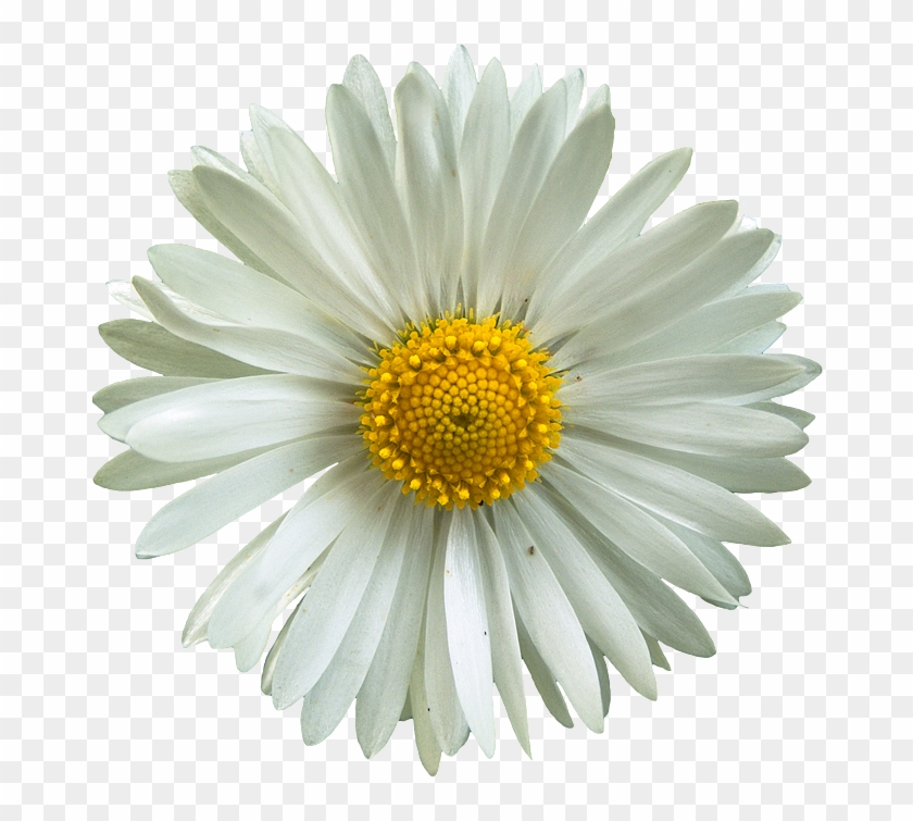 Here Is A Couple Collage Examples I Made Using Png - Daisy Clipart