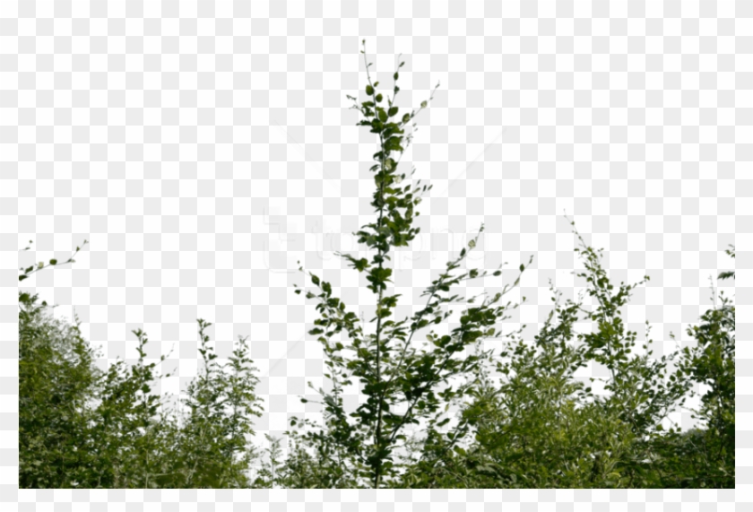 Download Bushes Png Images Background - Bushes Png Clipart #1816243