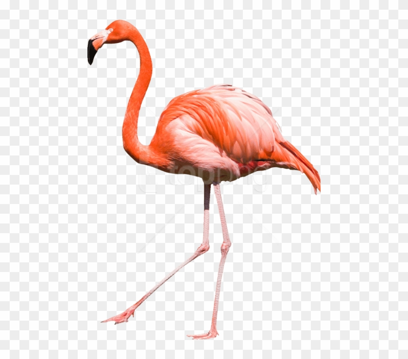 Free Png Download Flamingo Png Images Background Png - Png Фламинго Clipart #1817042