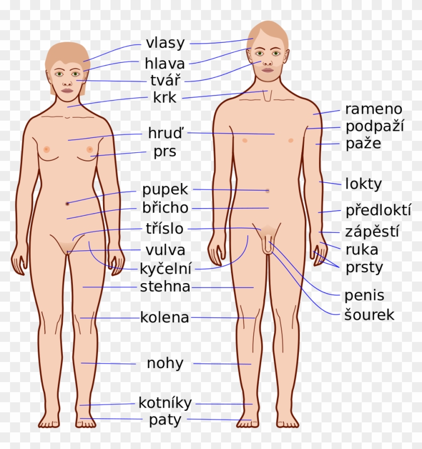 Human Body Features-cs - Human Body Parts Clipart