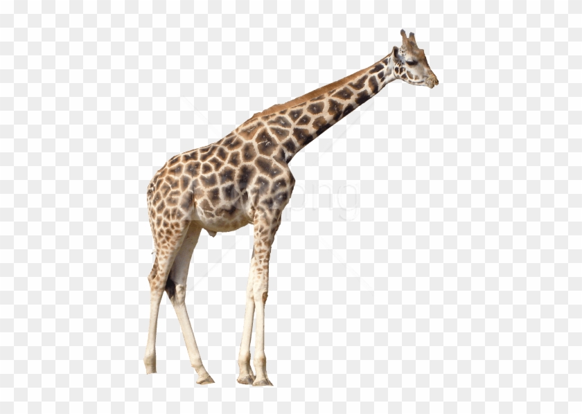 Free Png Giraffe Png Images Transparent - Giraffe Transparent Clipart #1818012