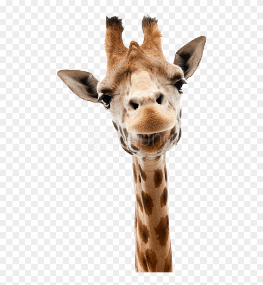 Free Png Giraffe Png Images Transparent - Giraffe Head Transparent Background Clipart #1818055