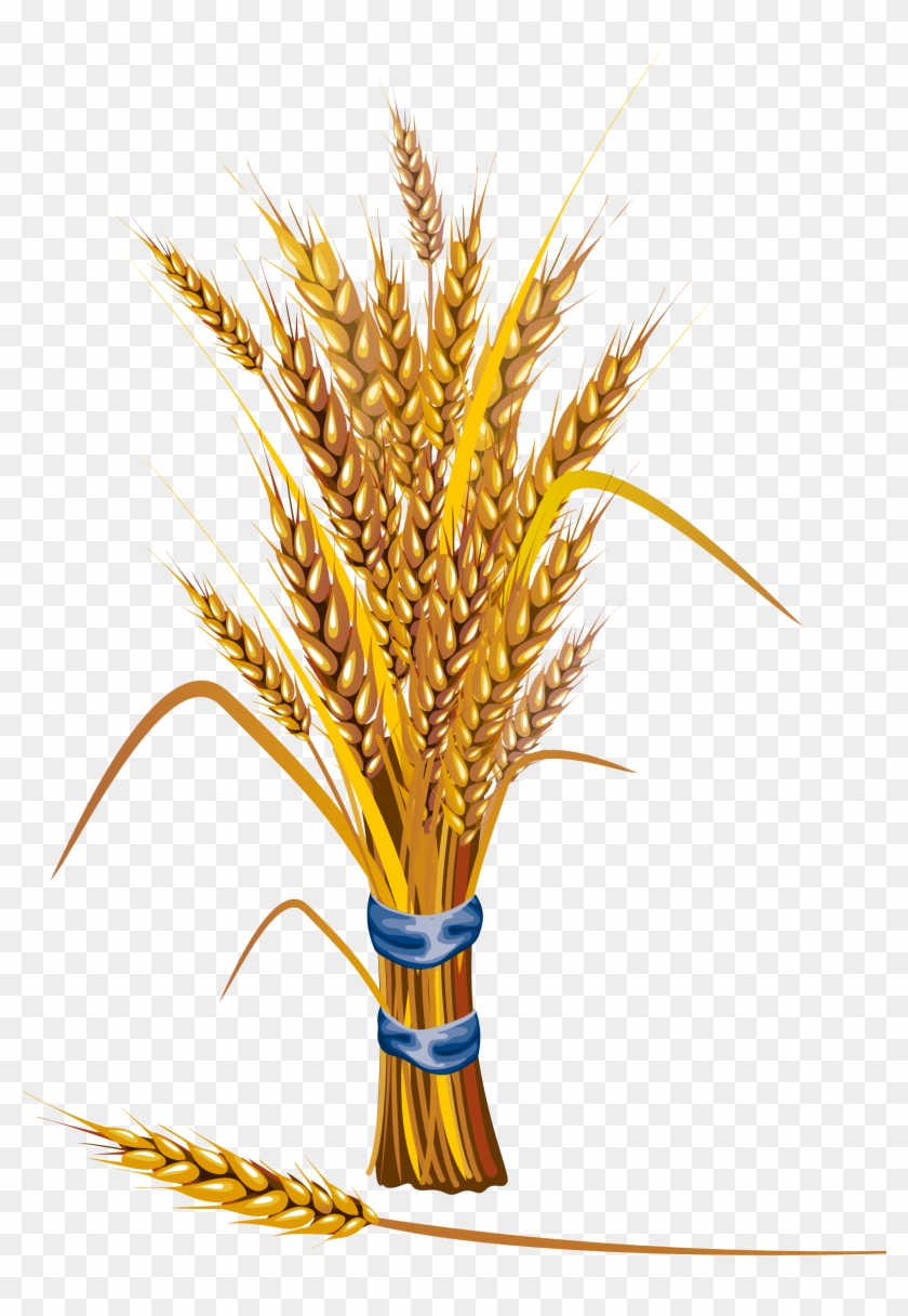 Сноп Пшеницы Png Clipart