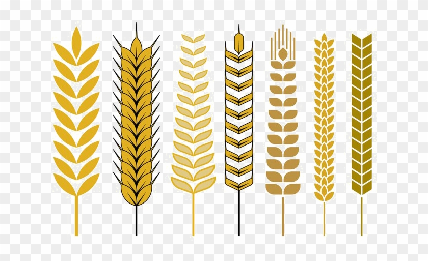 Wheat Vector Free Png - Wheat Stalk Vector Png Clipart #1818410