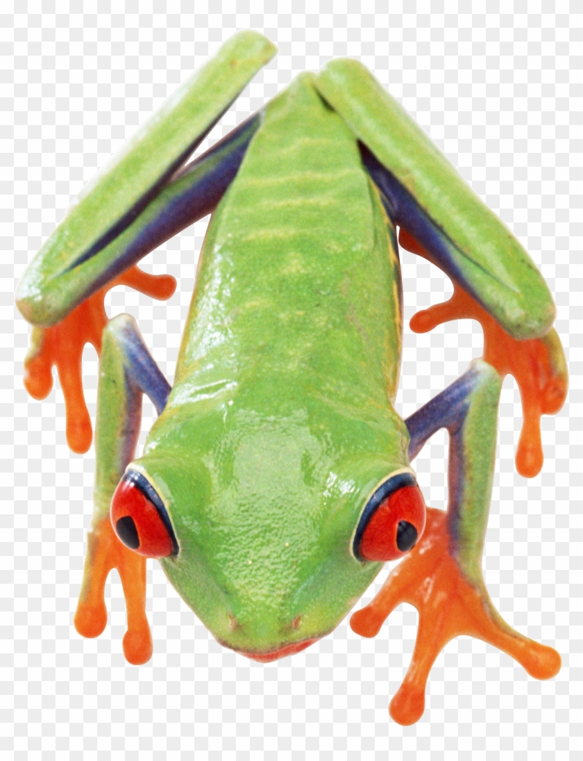 Frog Clipart #1818455