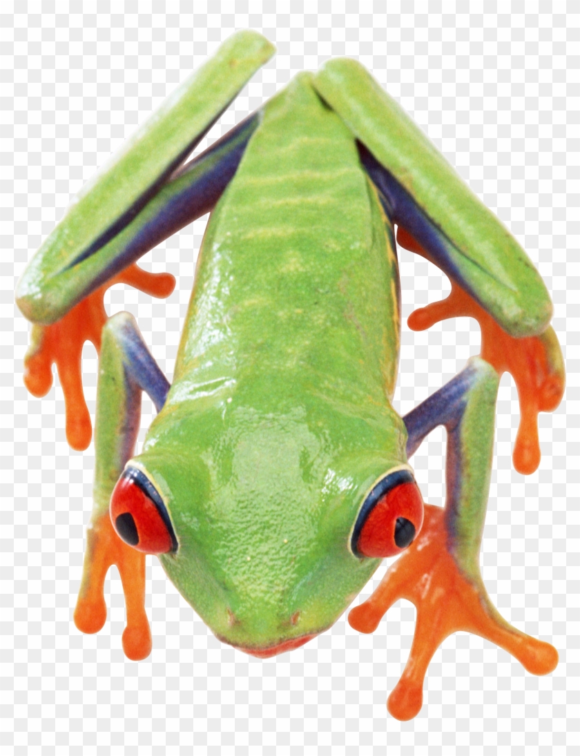 Frog Clipart