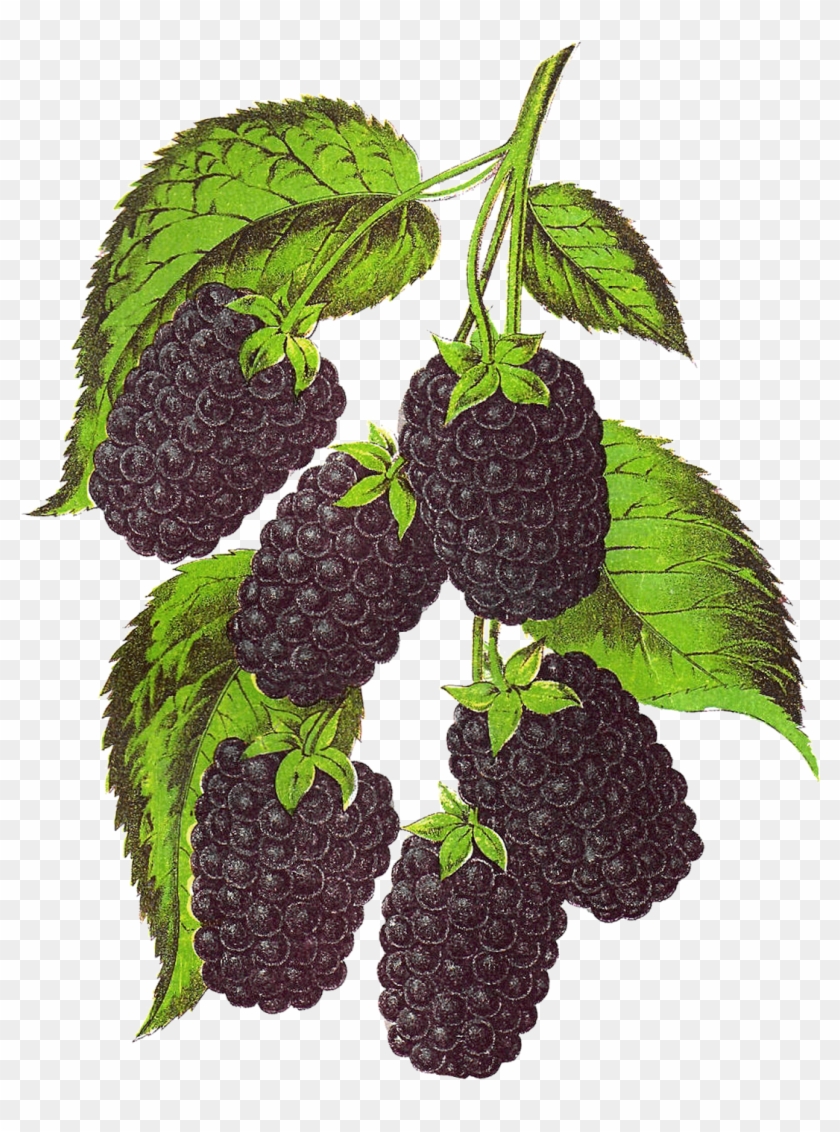 Blackberry Fruit Transparent Background Png - Vintage Fruit Botanical Illustrations Clipart #1818958