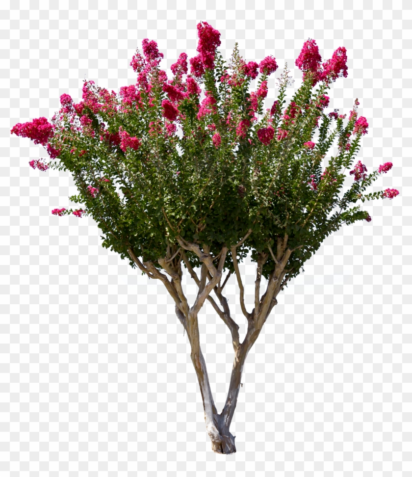 1327 X 1500 16 - Crepe Myrtle Tree Png Clipart