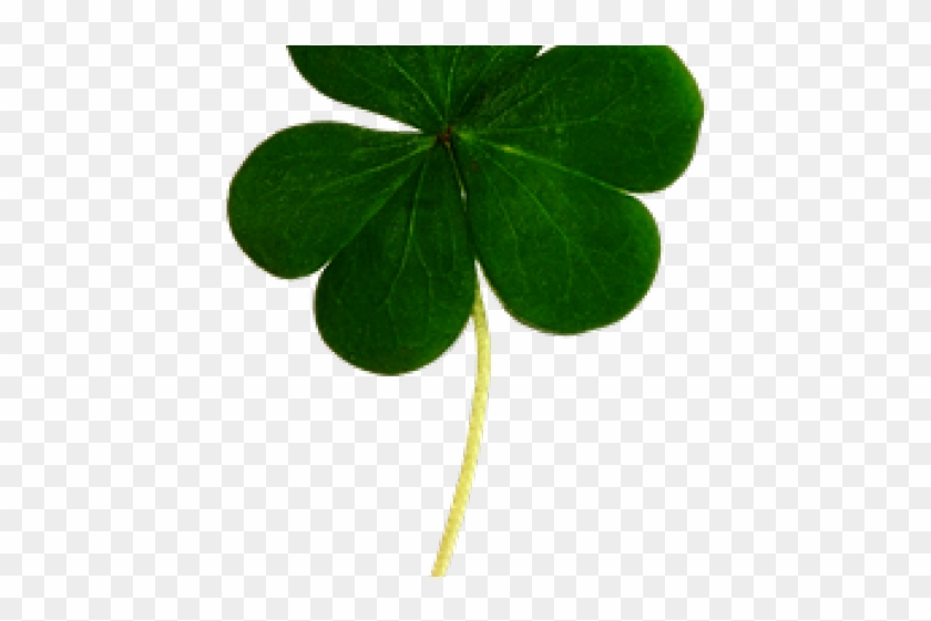 Shamrock Clipart High Resolution - Three Leaf Clover - Png Download