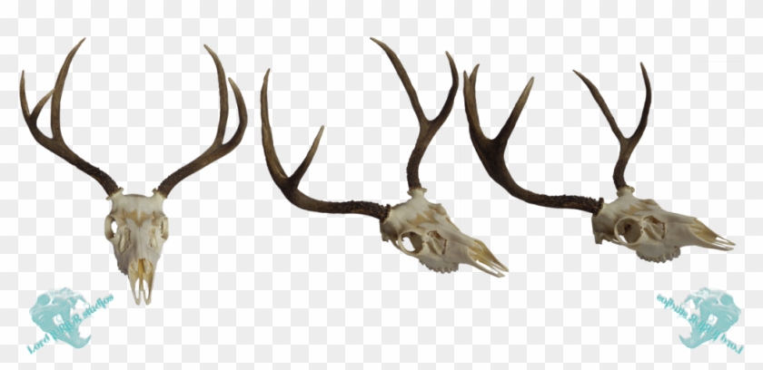 Whitetail Deer Skull Clip Art Download - Deer - Png Download