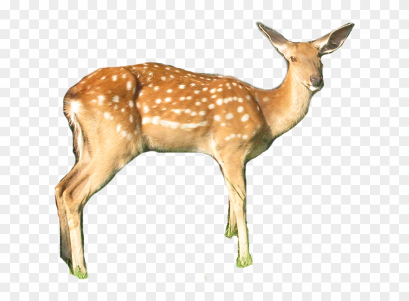 White-tailed Deer Clipart #1823659
