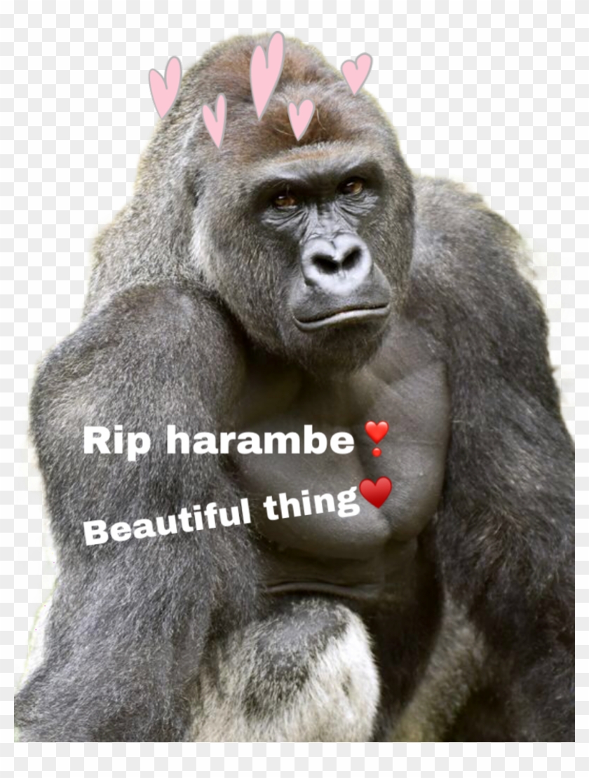 #harambe #freetoedit - Harambe Ape Clipart