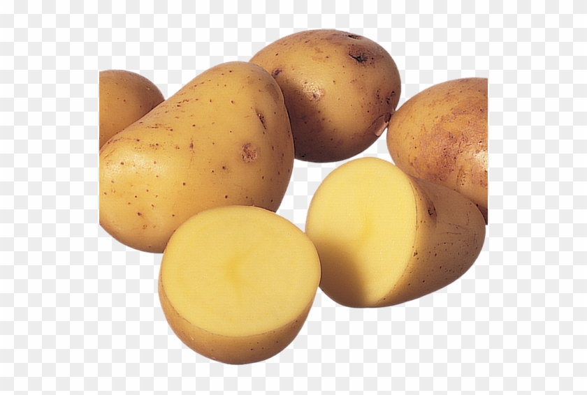 556 X 556 1 - Yukon Gold Potato Clipart