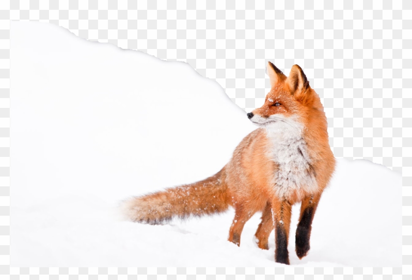 Fuchs Clipart #1824249