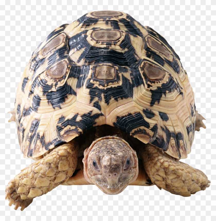 Прозрачном Фоне Черепаха Clipart