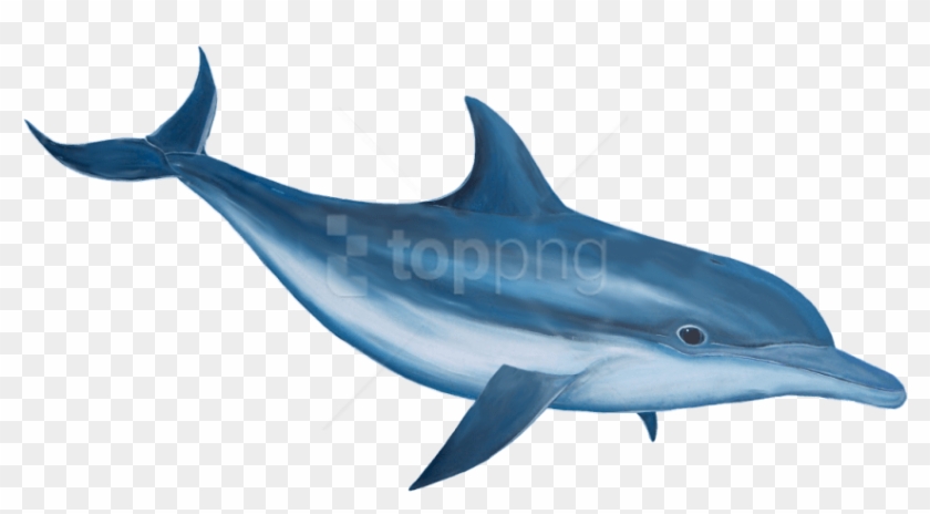 Free Png Download Dolphin Png Images Background Png - Transparent Dolphin Clipart #1825029