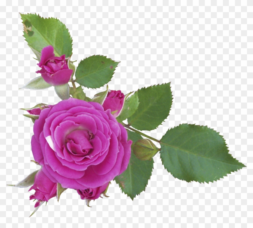 Flores Png - Flor Sin Fondo Png Clipart