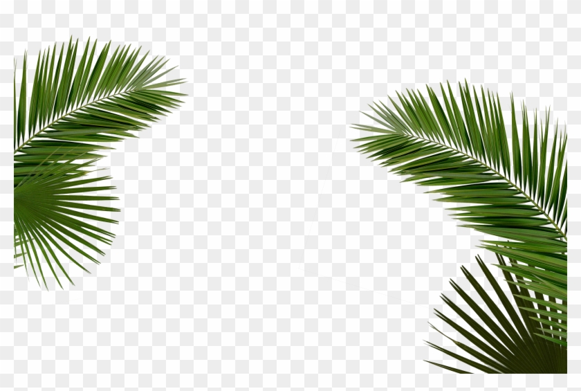Party - Laugh - - Palms Transparent Clipart