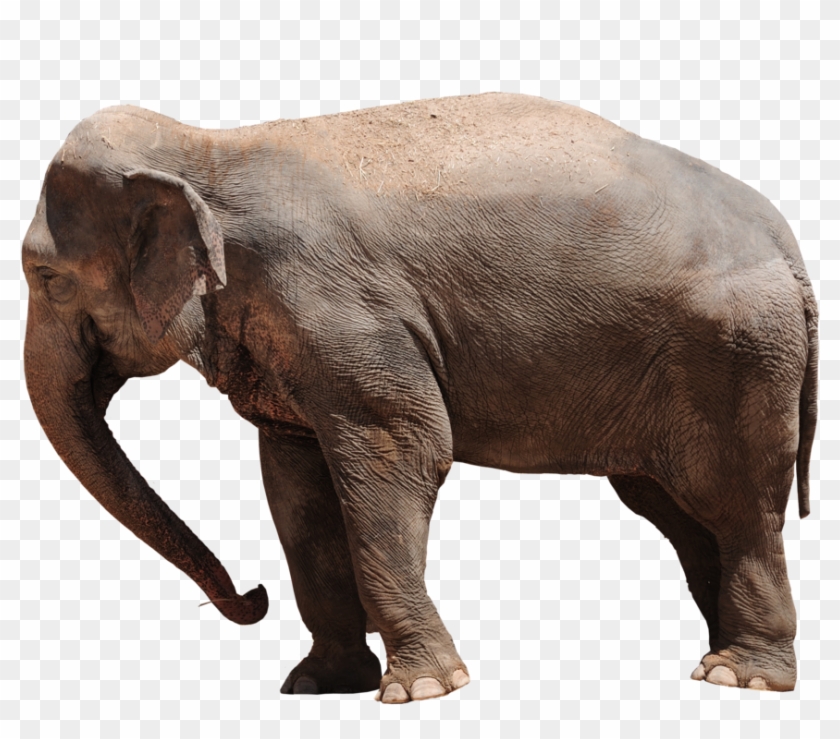 Elephant Png Transparent - Elephant Clipart #1827019