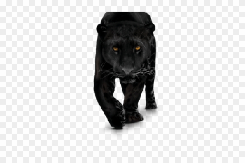 Black Panther Animal Png Clipart #1827638