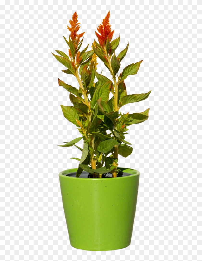 Green Plant With Red - Houseplant Clipart