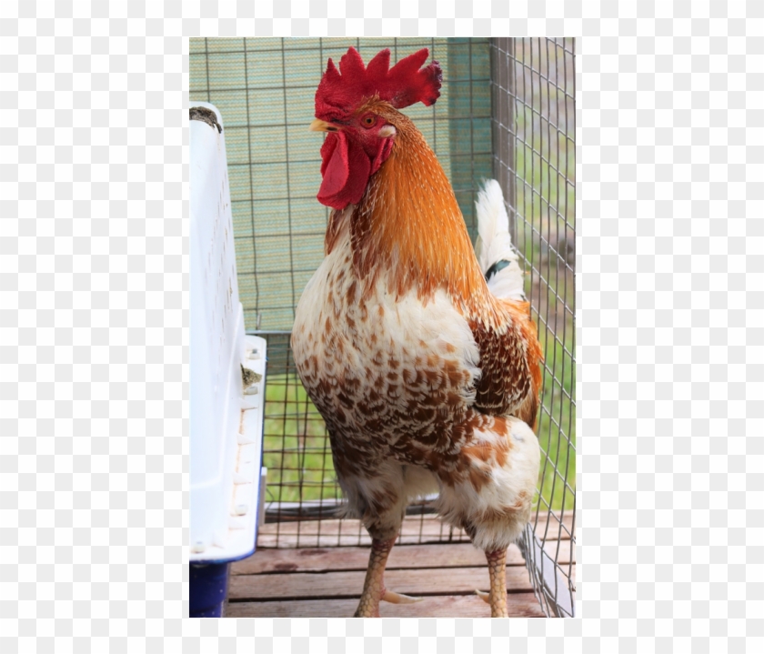 Photo Of John Cena - Rooster Clipart #1829086