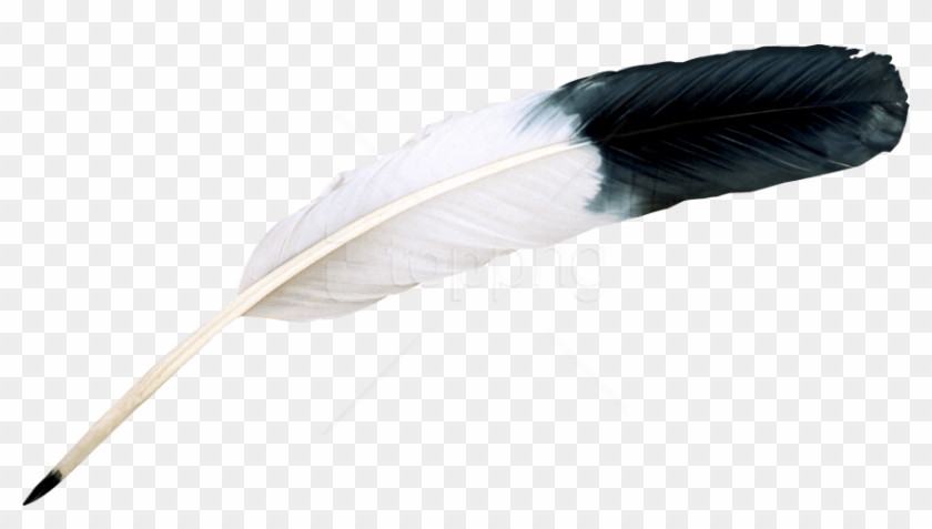 Free Png Images - Feather Png Clipart #1829091