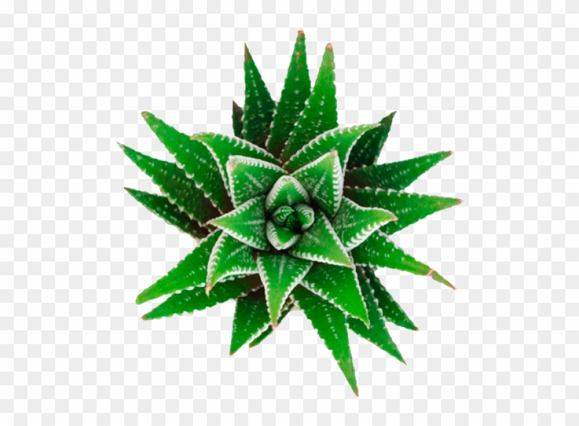 Cactus - Fasciated Haworthia Clipart #1831484