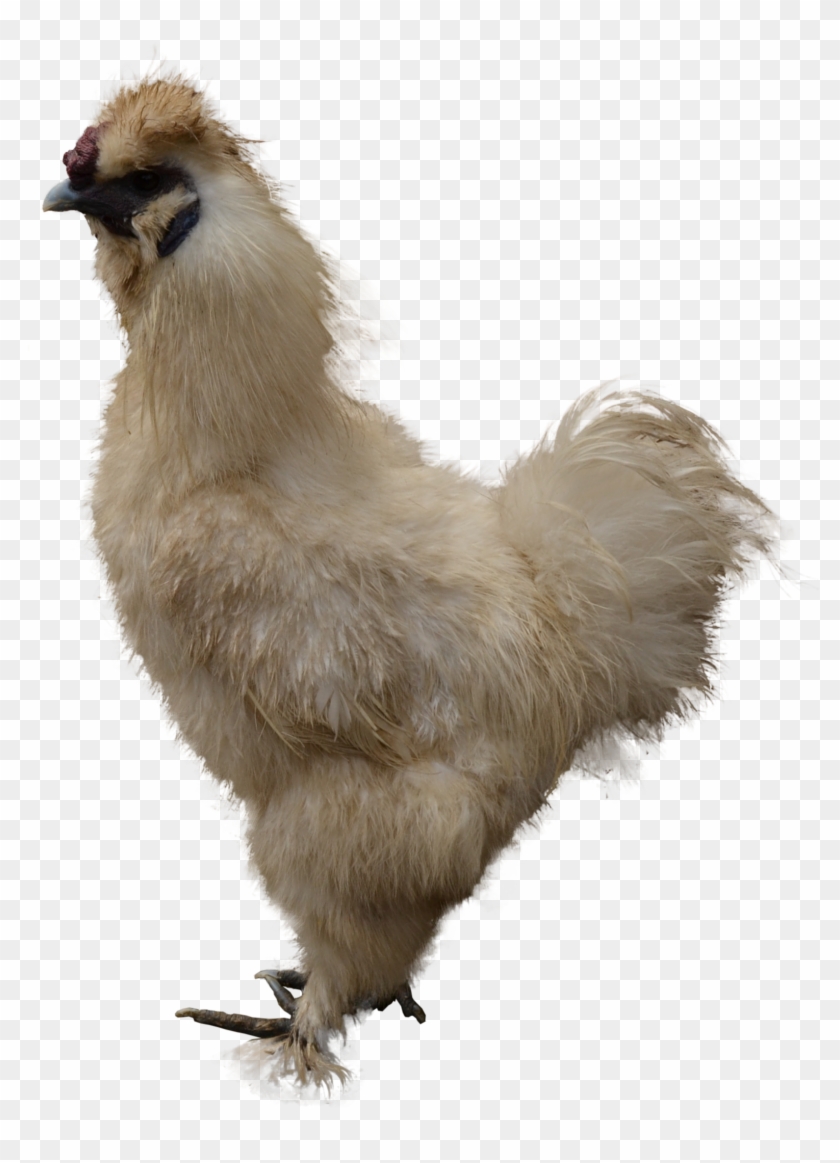 Chicken Clipart