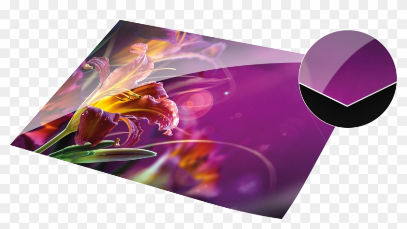 The Fujicolor Fujiflex Photo Paper Is Made Of 100% - Graphic Design Clipart