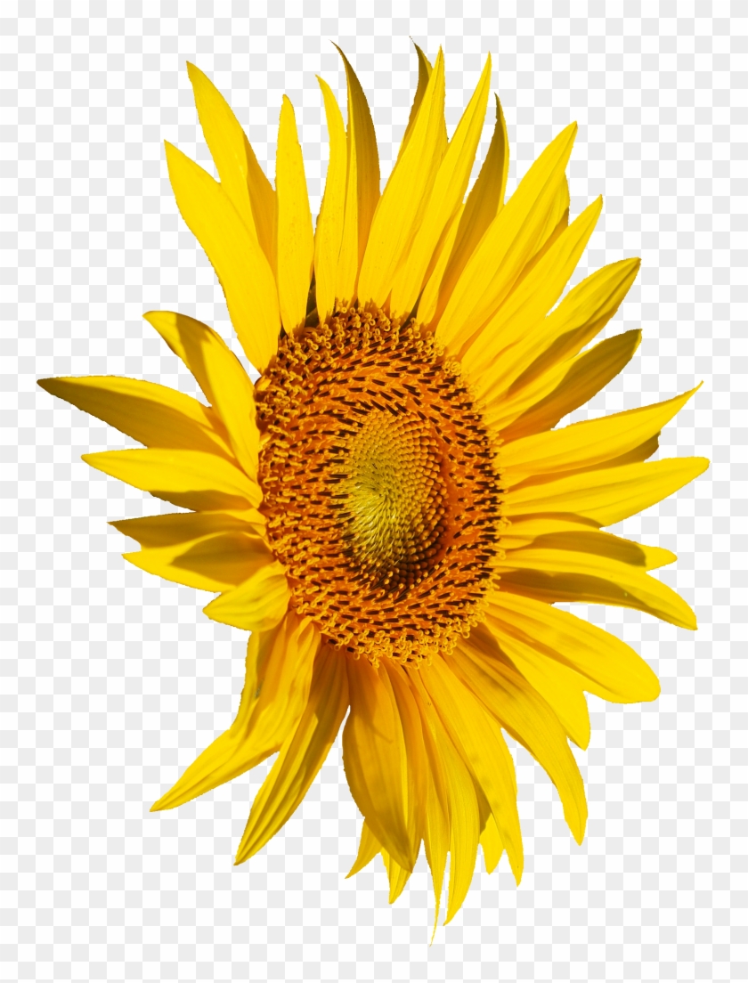 Png File Size - Portable Network Graphics Clipart #1833778