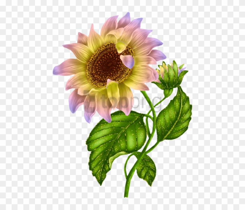 Free Png Download White Sunflower Png Png Images Background - Sun Flower Bud Png Clipart