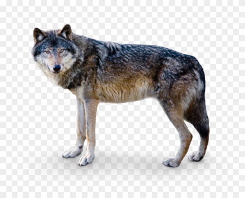 However, Several Centuries Ago Wolves Were Revered - Europäischer Wolf Clipart #1833819