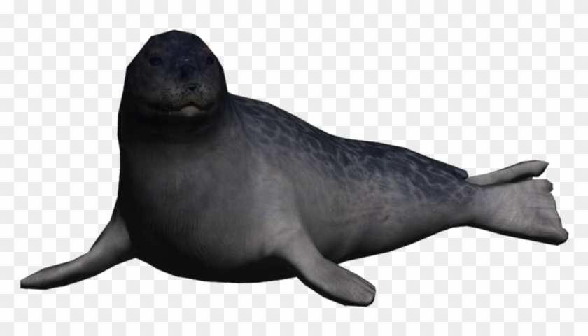 Portrait Seal Ringed Seal - California Sea Lion Clipart
