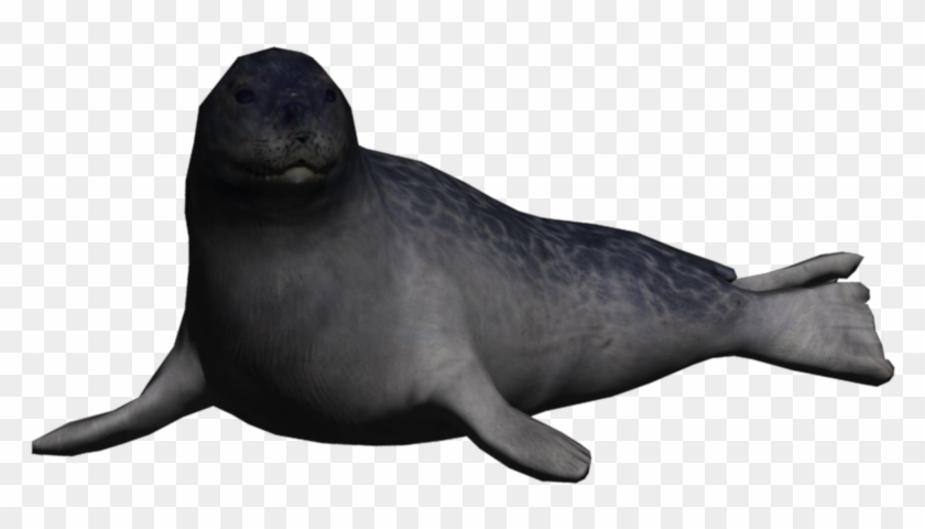 Portrait Seal Ringed Seal - California Sea Lion Clipart #1833821