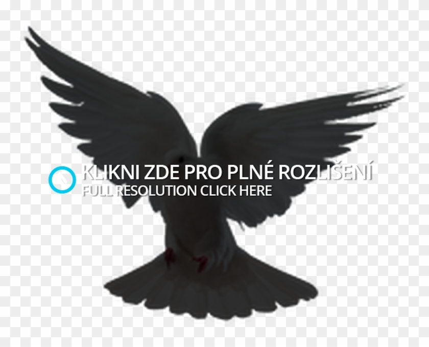 Dove Image Png - Raven Clipart #1834355