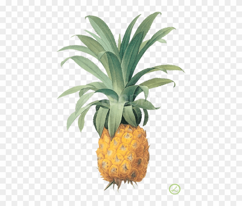 Free Png Pineapple Png Images Transparent - Pineapple Plant Png Clipart #1834574