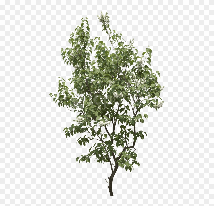 Free Png Tree Png Images Transparent - Transparent Background Tree Png Clipart #1834578