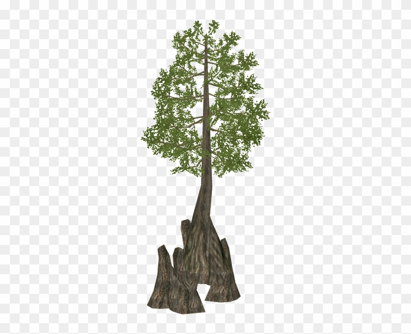 601 X 601 10 - Swamp Cypress Tree Png Clipart