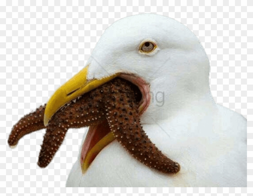 Free Png Cursed Bird Png Image With Transparent Background - Cursed Bird Clipart #1834691