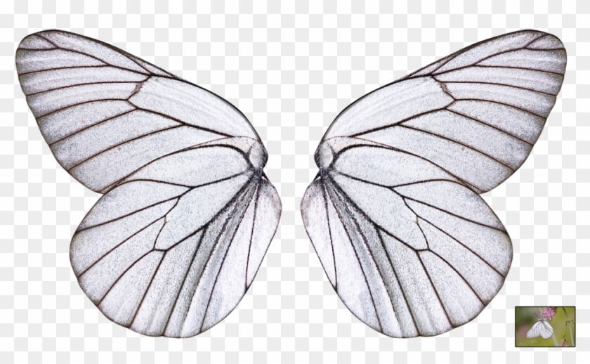 1024 X 583 8 - Butterfly Wings Transparent Background Clipart #1835174