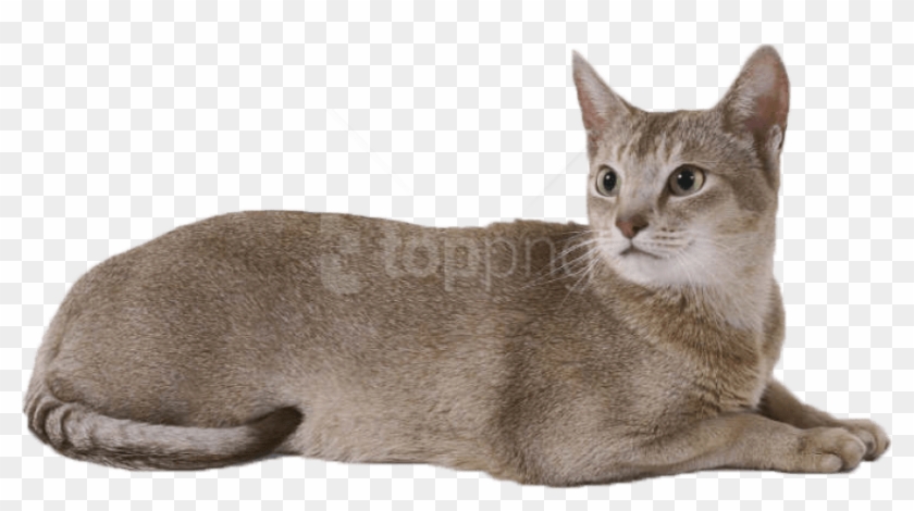 Free Png Download Cat Png Images Background Png Images - Cat Png Clipart #1836384