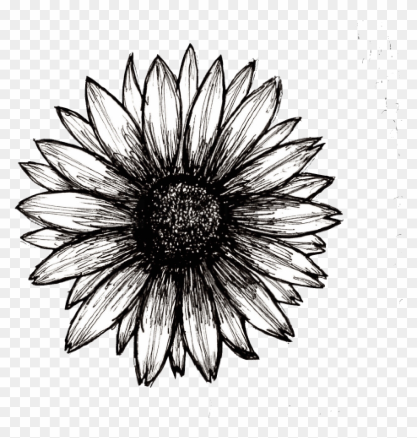 Free Png Sunflower Png Tumblr Png Image With Transparent - African Daisy Clipart #1837011