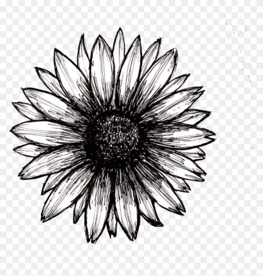 Free Png Sunflower Png Tumblr Png Image With Transparent - African Daisy Clipart