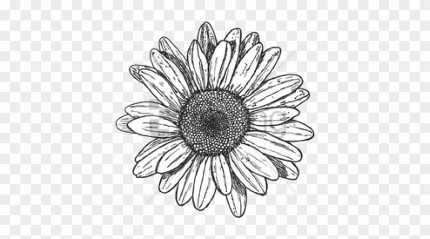 Sunflower Background Drawing