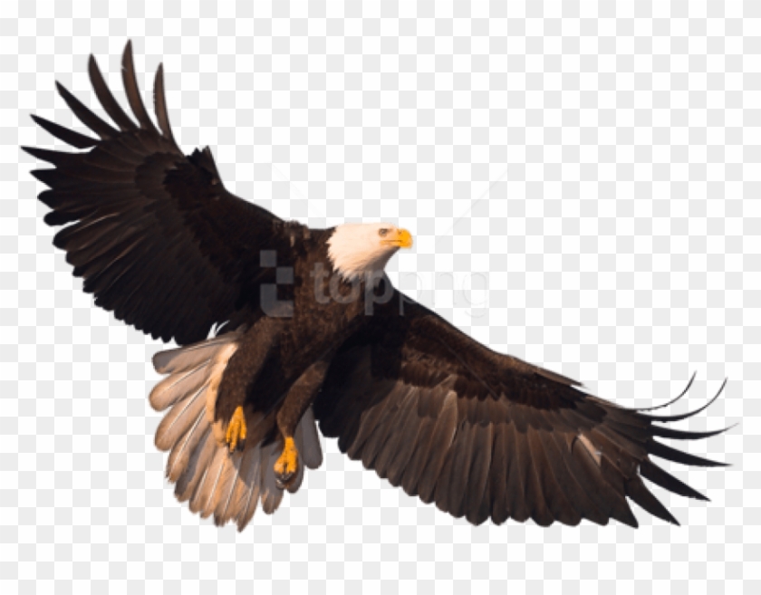 Free Png Eagle Png Images Transparent Clipart