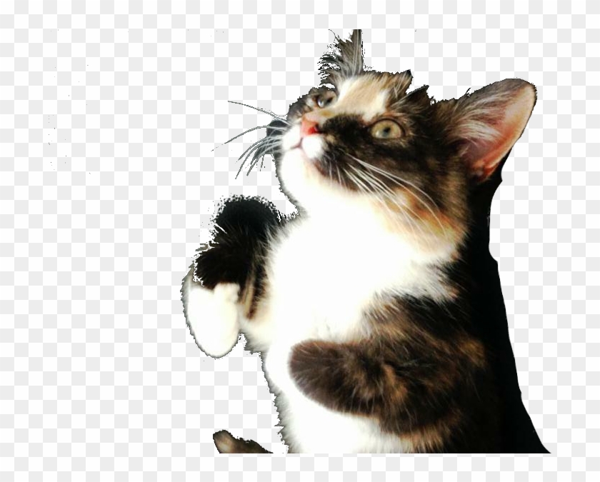 Just The Cat Cropped, For Future Use Clipart