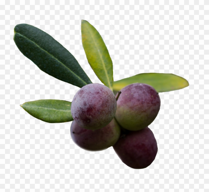 Olive Png - Olive Clipart