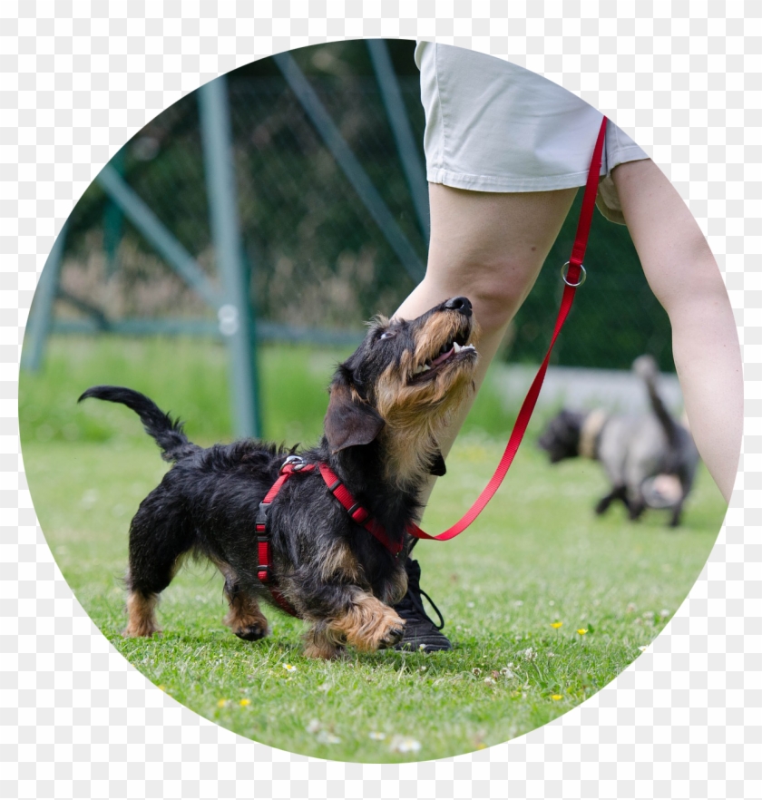Leash Walking & Come Clipart